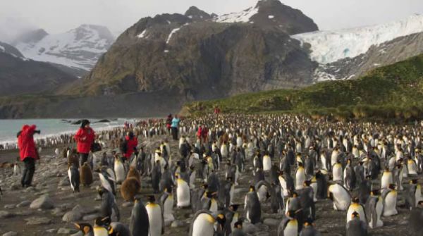 Descubra la belleza del paisaje polar con Hurtigruten CRUCEROS PINGUINOS CRUCEROS EXPLORACION POLAR HURTIGRUTEN PENINSULA ANTARTICA MS FRAM